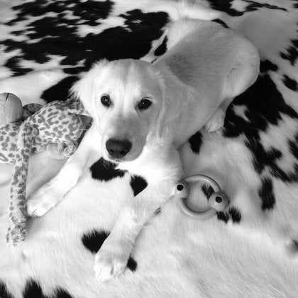 COWHIDE RUGS BLACK AND WHITE